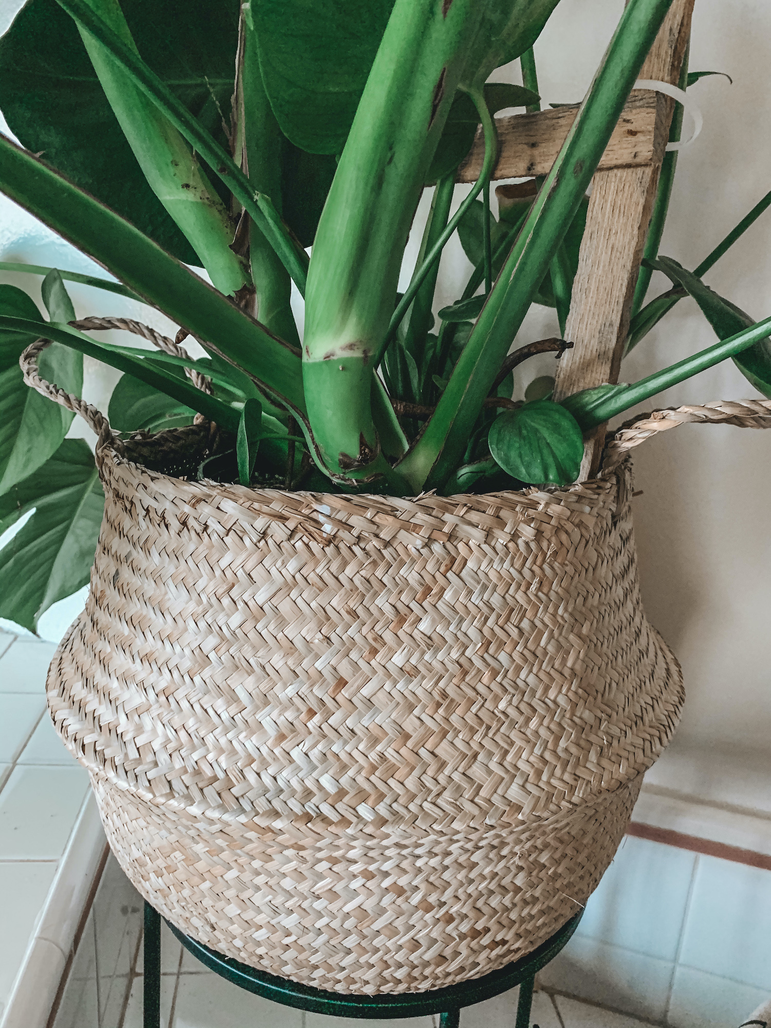 7 Must Have and Affordable Woven Plant Baskets That Will Make You Feel ...